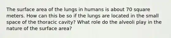 The surface area of the lungs in humans is about 70 square meters. How can this be so if the lungs are located in the small space of the thoracic cavity? What role do the alveoli play in the nature of the surface area?