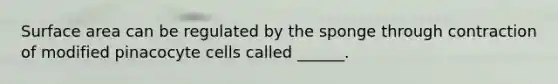 Surface area can be regulated by the sponge through contraction of modified pinacocyte cells called ______.