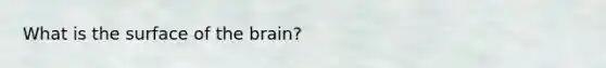 What is the surface of the brain?