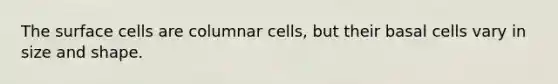 The surface cells are columnar cells, but their basal cells vary in size and shape.