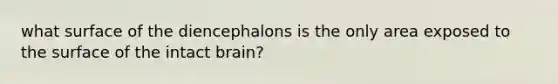 what surface of the diencephalons is the only area exposed to the surface of the intact brain?