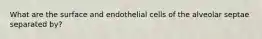 What are the surface and endothelial cells of the alveolar septae separated by?