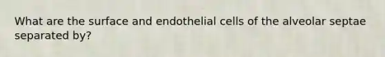 What are the surface and endothelial cells of the alveolar septae separated by?