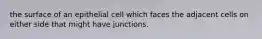 the surface of an epithelial cell which faces the adjacent cells on either side that might have junctions.