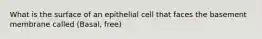 What is the surface of an epithelial cell that faces the basement membrane called (Basal, free)