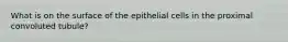 What is on the surface of the epithelial cells in the proximal convoluted tubule?