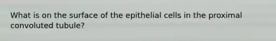 What is on the surface of the epithelial cells in the proximal convoluted tubule?