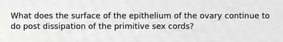 What does the surface of the epithelium of the ovary continue to do post dissipation of the primitive sex cords?