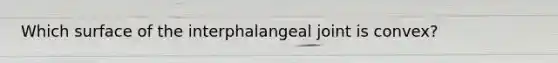 Which surface of the interphalangeal joint is convex?