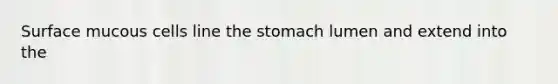 Surface mucous cells line the stomach lumen and extend into the