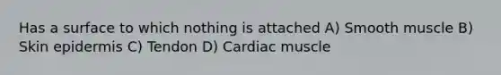 Has a surface to which nothing is attached A) Smooth muscle B) Skin epidermis C) Tendon D) Cardiac muscle