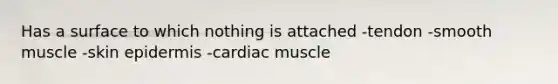 Has a surface to which nothing is attached -tendon -smooth muscle -skin epidermis -cardiac muscle