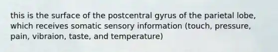 this is the surface of the postcentral gyrus of the parietal lobe, which receives somatic sensory information (touch, pressure, pain, vibraion, taste, and temperature)