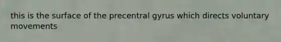 this is the surface of the precentral gyrus which directs voluntary movements