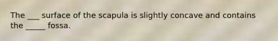 The ___ surface of the scapula is slightly concave and contains the _____ fossa.