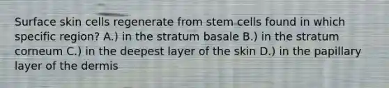 Surface skin cells regenerate from stem cells found in which specific region? A.) in the stratum basale B.) in the stratum corneum C.) in the deepest layer of the skin D.) in the papillary layer of <a href='https://www.questionai.com/knowledge/kEsXbG6AwS-the-dermis' class='anchor-knowledge'>the dermis</a>