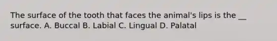 The surface of the tooth that faces the animal's lips is the __ surface. A. Buccal B. Labial C. Lingual D. Palatal