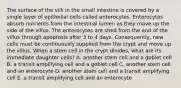 The surface of the villi in the small intestine is covered by a single layer of epithelial cells called enterocytes. Enterocytes absorb nutrients from the intestinal lumen as they move up the side of the villus. The enterocytes are shed from the end of the villus through apoptosis after 3 to 4 days. Consequently, new cells must be continuously supplied from the crypt and move up the villus. When a stem cell in the crypt divides, what are its immediate daughter cells? A. another stem cell and a goblet cell B. a transit amplifying cell and a goblet cell C. another stem cell and an enterocyte D. another stem cell and a transit amplifying cell E. a transit amplifying cell and an enterocyte