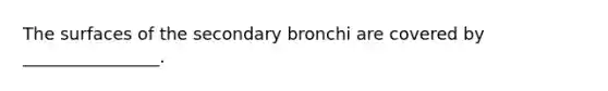 The surfaces of the secondary bronchi are covered by ________________.