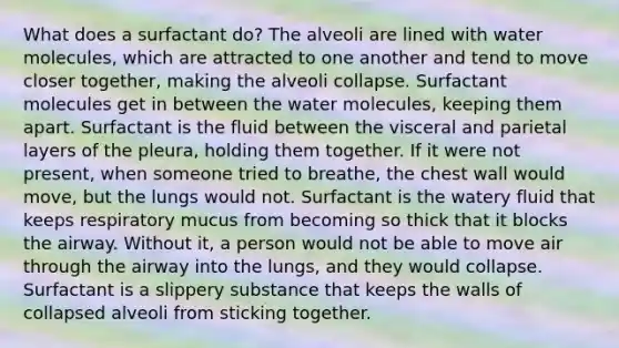 What does a surfactant do? The alveoli are lined with water molecules, which are attracted to one another and tend to move closer together, making the alveoli collapse. Surfactant molecules get in between the water molecules, keeping them apart. Surfactant is the fluid between the visceral and parietal layers of the pleura, holding them together. If it were not present, when someone tried to breathe, the chest wall would move, but the lungs would not. Surfactant is the watery fluid that keeps respiratory mucus from becoming so thick that it blocks the airway. Without it, a person would not be able to move air through the airway into the lungs, and they would collapse. Surfactant is a slippery substance that keeps the walls of collapsed alveoli from sticking together.