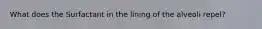 What does the Surfactant in the lining of the alveoli repel?