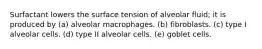 Surfactant lowers the surface tension of alveolar fluid; it is produced by (a) alveolar macrophages. (b) fibroblasts. (c) type I alveolar cells. (d) type II alveolar cells. (e) goblet cells.