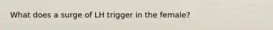 What does a surge of LH trigger in the female?