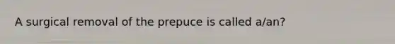 A surgical removal of the prepuce is called a/an?