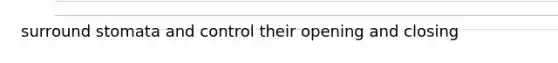 surround stomata and control their opening and closing