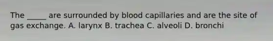 The _____ are surrounded by blood capillaries and are the site of gas exchange. A. larynx B. trachea C. alveoli D. bronchi