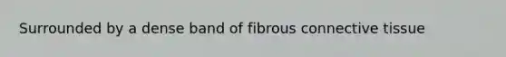 Surrounded by a dense band of fibrous connective tissue