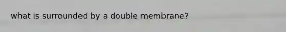 what is surrounded by a double membrane?