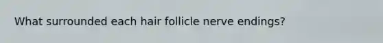 What surrounded each hair follicle nerve endings?
