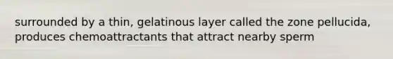 surrounded by a thin, gelatinous layer called the zone pellucida, produces chemoattractants that attract nearby sperm