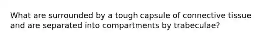 What are surrounded by a tough capsule of connective tissue and are separated into compartments by trabeculae?