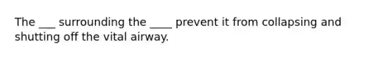 The ___ surrounding the ____ prevent it from collapsing and shutting off the vital airway.