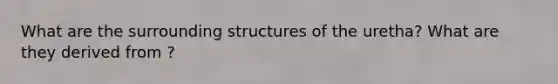 What are the surrounding structures of the uretha? What are they derived from ?