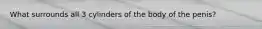What surrounds all 3 cylinders of the body of the penis?