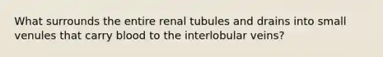 What surrounds the entire renal tubules and drains into small venules that carry blood to the interlobular veins?