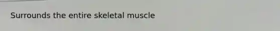 Surrounds the entire skeletal muscle