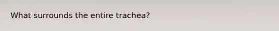 What surrounds the entire trachea?