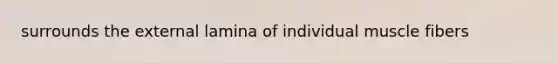 surrounds the external lamina of individual muscle fibers