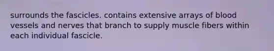 surrounds the fascicles. contains extensive arrays of blood vessels and nerves that branch to supply muscle fibers within each individual fascicle.