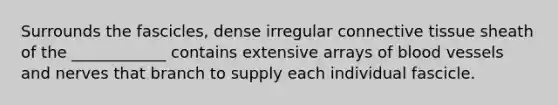 Surrounds the fascicles, dense irregular connective tissue sheath of the ____________ contains extensive arrays of blood vessels and nerves that branch to supply each individual fascicle.