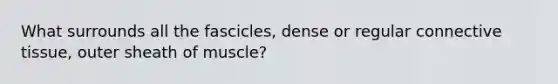 What surrounds all the fascicles, dense or regular connective tissue, outer sheath of muscle?