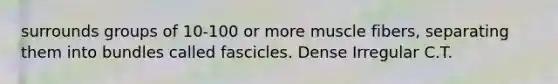 surrounds groups of 10-100 or more muscle fibers, separating them into bundles called fascicles. Dense Irregular C.T.