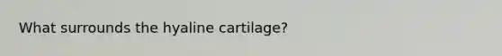 What surrounds the hyaline cartilage?