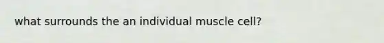 what surrounds the an individual muscle cell?