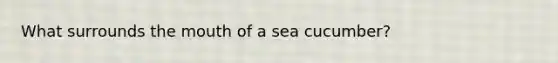 What surrounds <a href='https://www.questionai.com/knowledge/krBoWYDU6j-the-mouth' class='anchor-knowledge'>the mouth</a> of a sea cucumber?