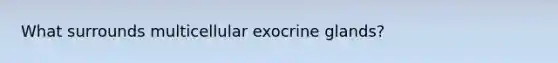 What surrounds multicellular exocrine glands?